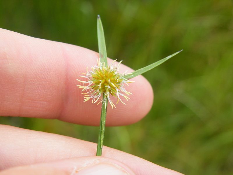 Cyperus erectus, photographed by Antoinette Eyssell Knox