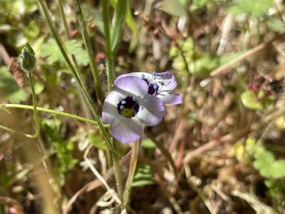 Gilia tricolor, photographed by rappman