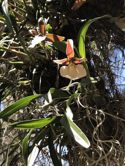 Prosthechea ghiesbreghtiana, photographed by Skjold Søndergaard