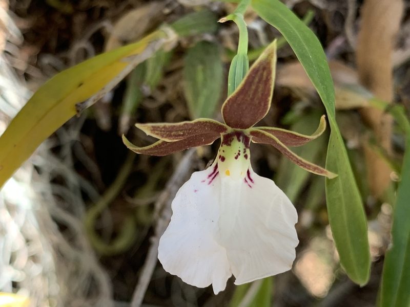 Prosthechea ghiesbreghtiana, photographed by Skjold Søndergaard