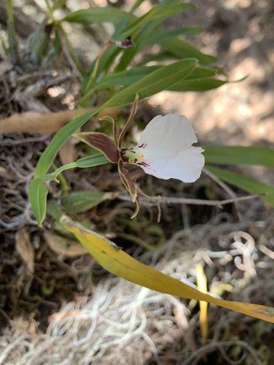 Prosthechea ghiesbreghtiana, photographed by Skjold Søndergaard