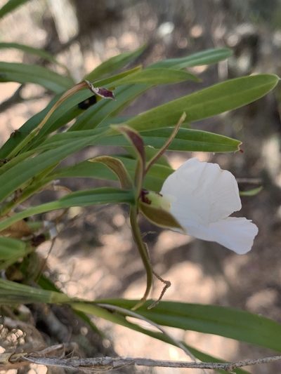Prosthechea ghiesbreghtiana, photographed by Skjold Søndergaard