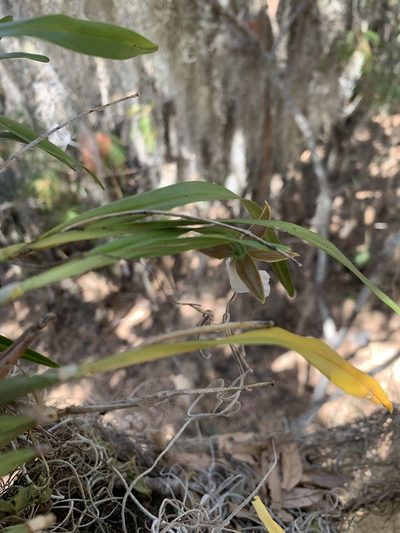 Prosthechea ghiesbreghtiana, photographed by Skjold Søndergaard