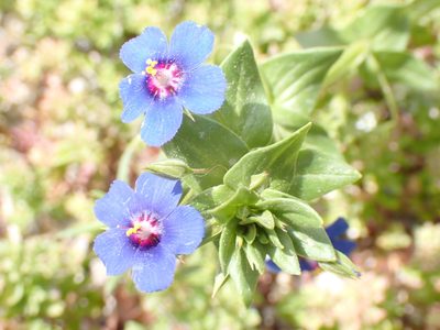 Lysimachia foemina, photographed by David Delon