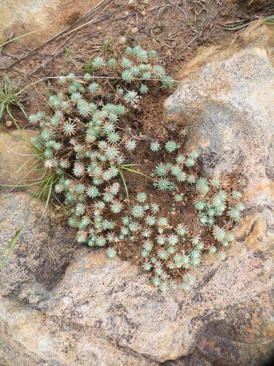 Psammotropha mucronata, photographed by Antoinette Eyssell Knox