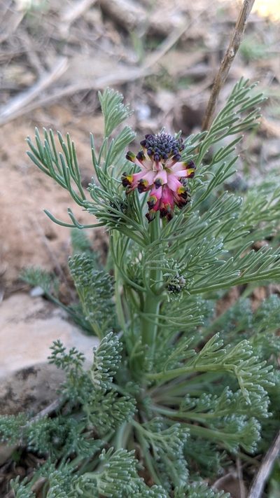 Platycapnos spicatus, photographed by Mattia Menchetti