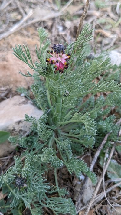 Platycapnos spicatus, photographed by Mattia Menchetti