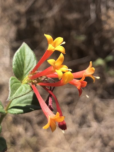 Bouvardia laevis, photographed by Skjold Søndergaard