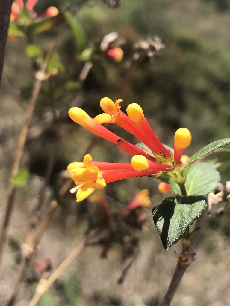 Bouvardia laevis, photographed by Skjold Søndergaard