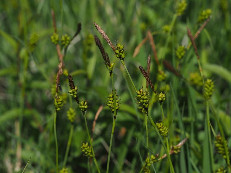Carex hostiana, photographed by carnifex