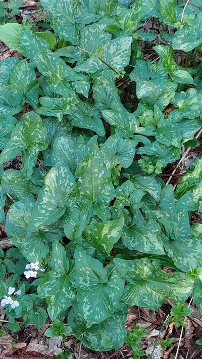 Arum orientale, photographed by Алена Ручка