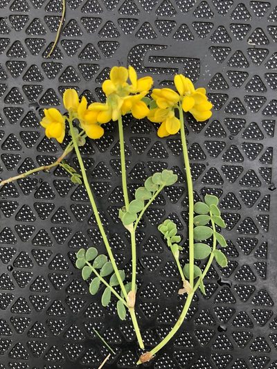 Coronilla vaginalis, photographed by Jason Grant