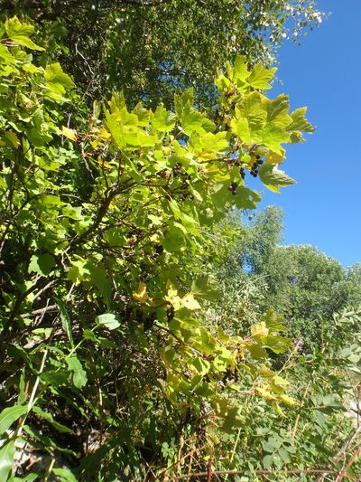 Ribes biebersteinii, photographed by Сергей Крыленко