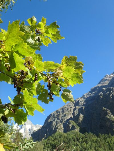 Ribes biebersteinii, photographed by Сергей Крыленко