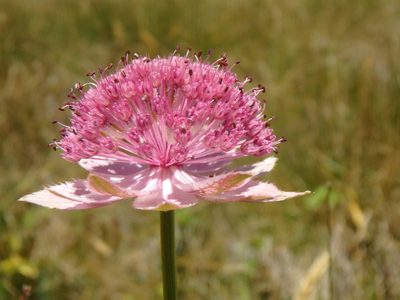 Astrantia maxima, photographed by Сергей Крыленко