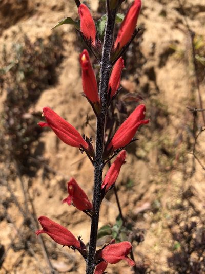 Lamourouxia multifida, photographed by Skjold Søndergaard