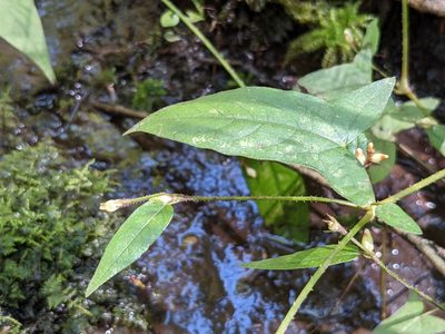 Persicaria arifolia, photographed by Laura J. Costello