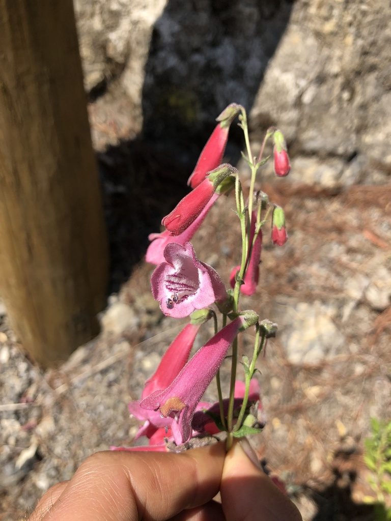 Penstemon hartwegii, photographed by Skjold Søndergaard