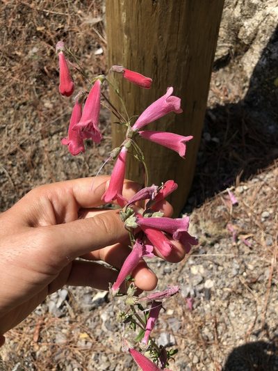Penstemon hartwegii, photographed by Skjold Søndergaard
