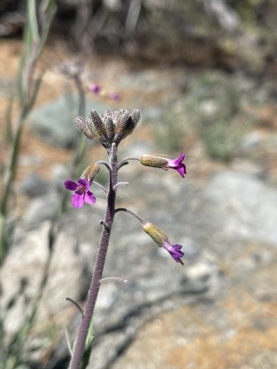 Boechera californica, photographed by James M. Maley