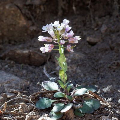 Noccaea fendleri, photographed by Andrew Tree