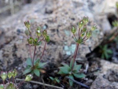 Androsace occidentalis, photographed by Andrew Tree