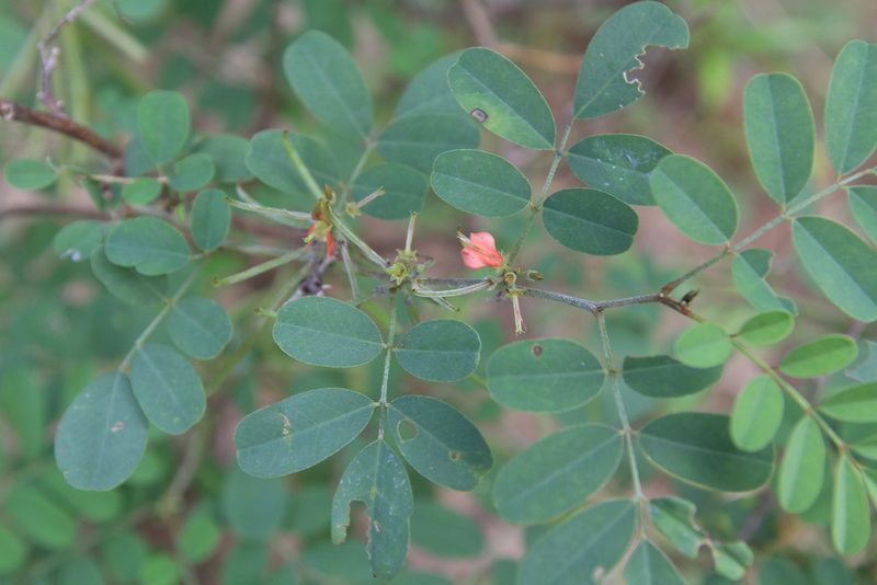 Indigofera tinctoria, photographed by Brian Oakes Haiti Hunter