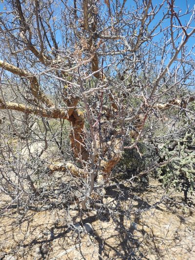 Bursera exequielii, photographed by Abraham Sánchez Romero