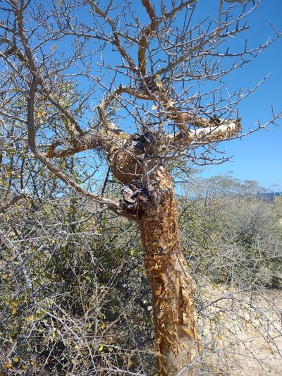 Bursera exequielii, photographed by Abraham Sánchez Romero