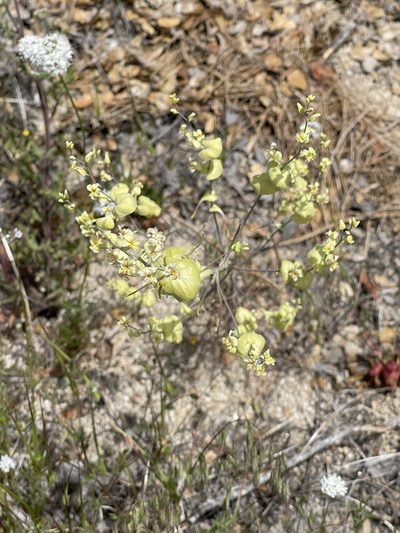 Streptanthus diversifolius, photographed by Dee Shea Himes