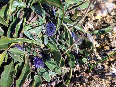 Globularia vulgaris, photographed by Denys Vynokurov