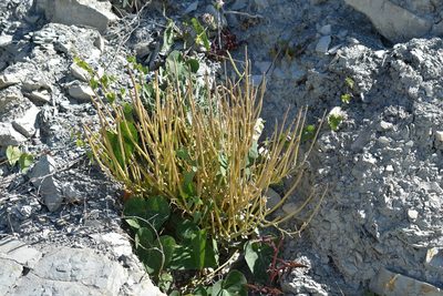 Matthiola odoratissima, photographed by Сергей Крыленко