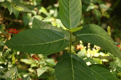 Ficus opposita, photographed by Greg Tasney