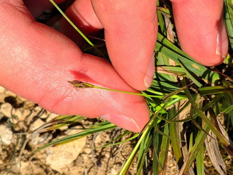 Carex halleriana, photographed by Denys Vynokurov