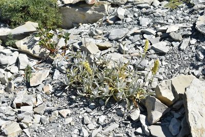 Sideritis euxina, photographed by Сергей Крыленко