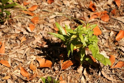 Gloriosa superba, photographed by Greg Tasney