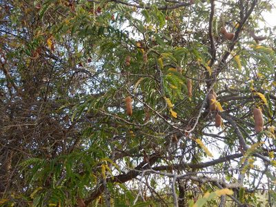 Tamarindus indica, photographed by stinger