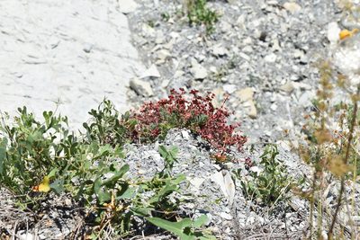 Euphorbia petrophila, photographed by Сергей Крыленко