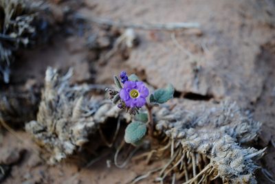 Phacelia pulchella