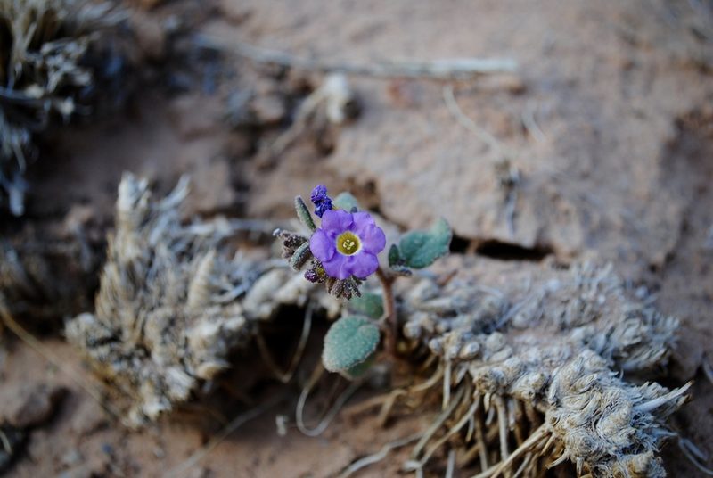 Phacelia pulchella, photographed by Ciara Hall