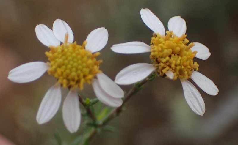 Phymaspermum parvifolium, photographed by Nicola van Berkel