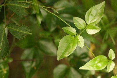 Jasminum didymum, photographed by Greg Tasney