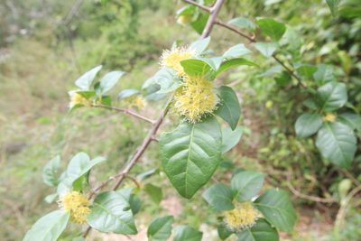 Pisonia aculeata, photographed by Brian Oakes Haiti Hunter