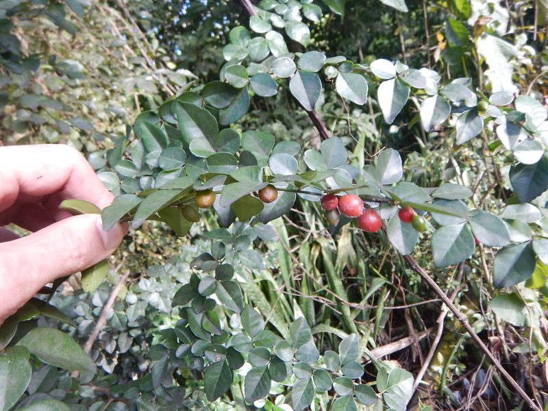 Triphasia trifolia, photographed by stinger