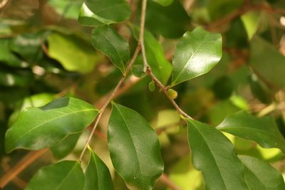 Diospyros geminata, photographed by Greg Tasney