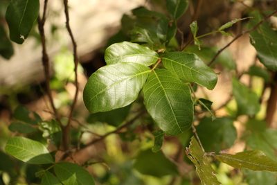 Alectryon connatus, photographed by Greg Tasney