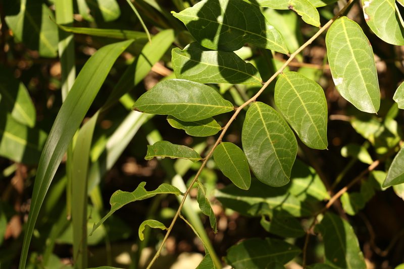 Glochidion lobocarpum, photographed by Greg Tasney