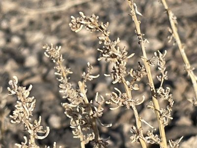 Halogeton glomeratus, photographed by Bobby McCabe