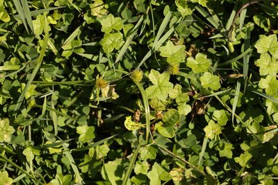 Hydrocotyle acutiloba, photographed by Greg Tasney