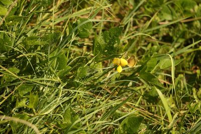Vigna luteola, photographed by Greg Tasney